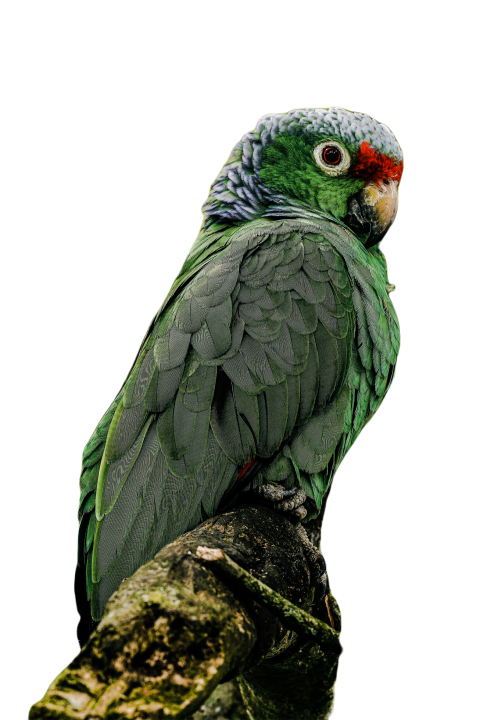 Parrots in the world png file 309