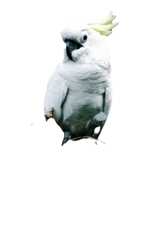 Parrots in the world png file 311