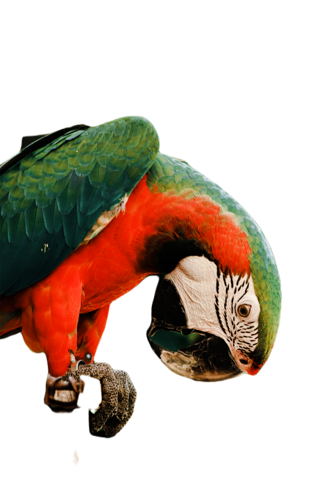 Parrots in the world png file 313