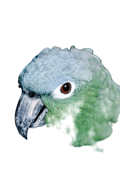 Parrots in the world png file 329