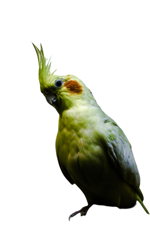 Parrots in the world png file 336