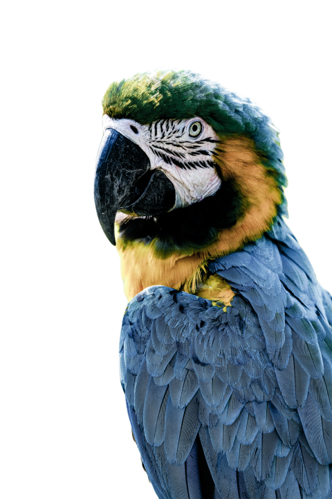 Parrots in the world png file 337