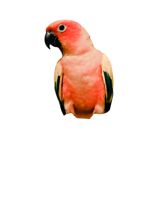 Parrots in the world png file 341