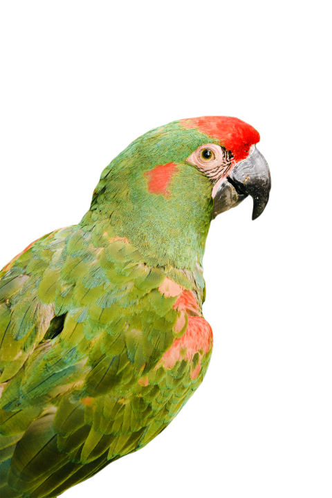Parrots in the world png file 346
