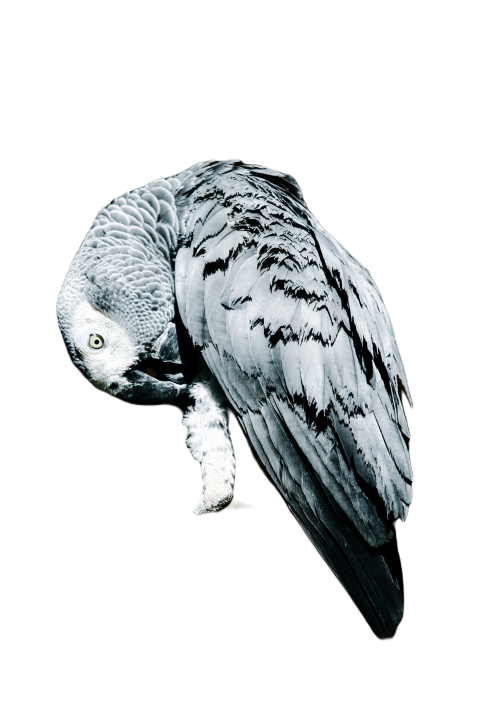 Parrots in the world png file 350