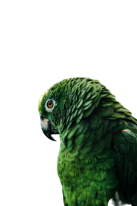Parrots in the world png file 353