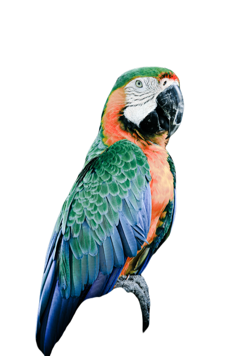 Parrots in the world png file 355