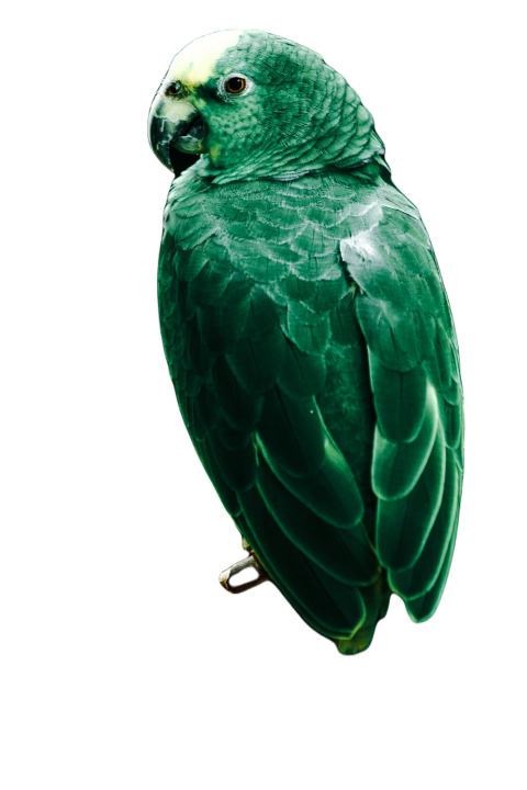 Parrots in the world png file 357