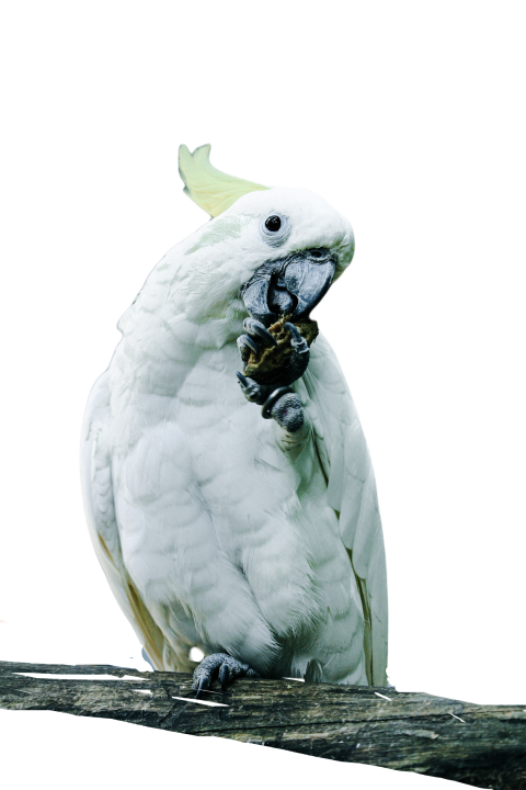 Parrots in the world png file 358