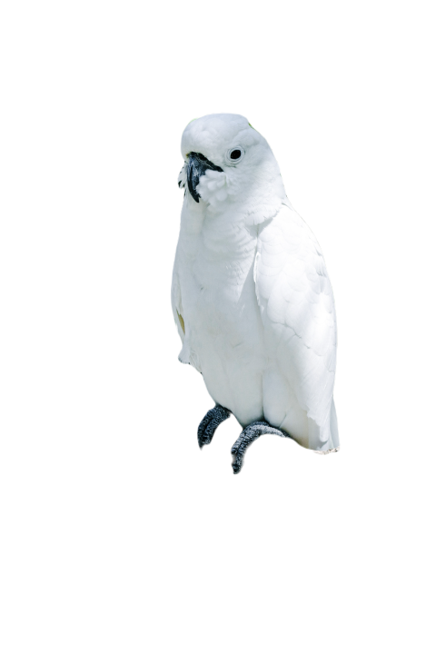Parrots in the world png file 361