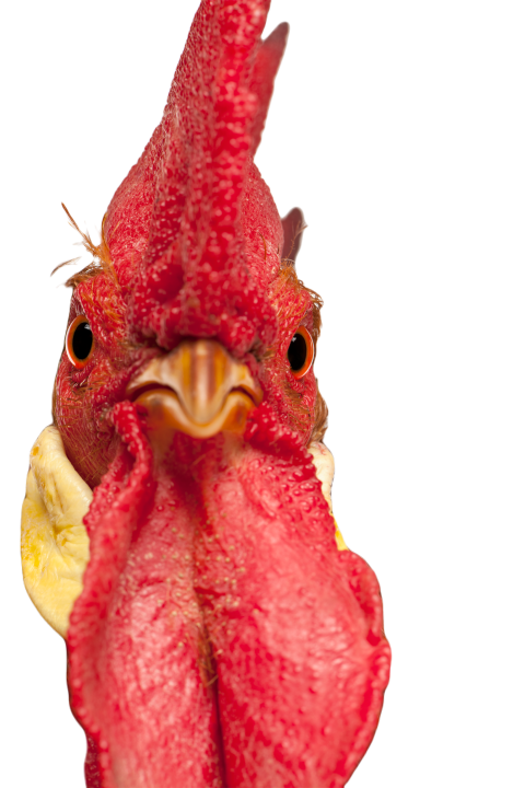 Portrait of rooster leghorn in front of white bac 2024 09 27 10 33 33 utc