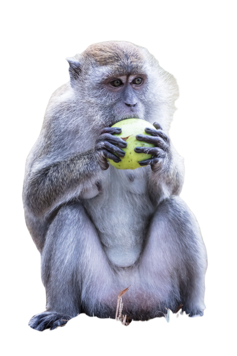 Silver leaf monkey in malaysia 2023 11 27 05 36 13 utc