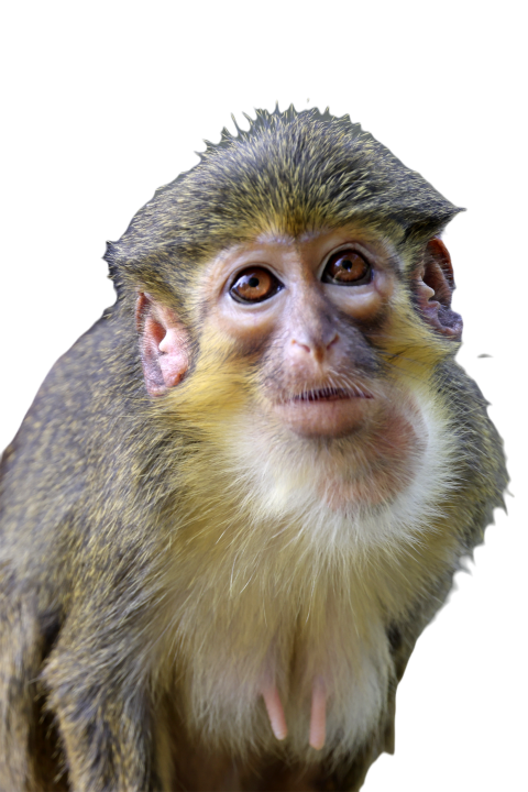 The gabon talapoin miopithecus ogouensis also k 2023 11 27 05 06 04 utc