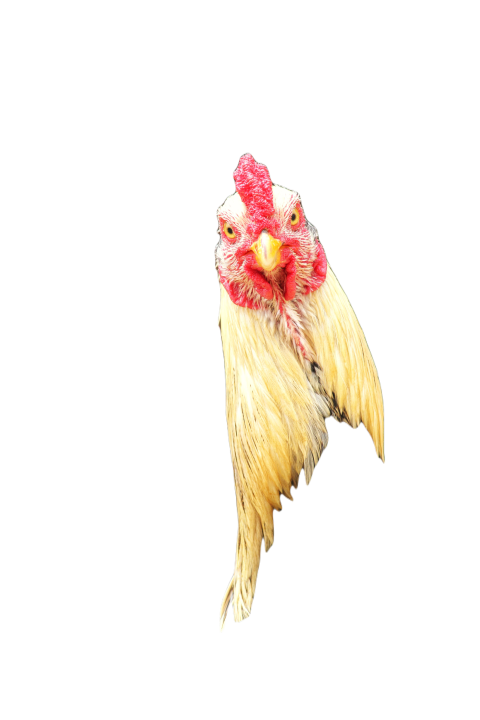 Vertical portrait of a funny rooster 2023 11 27 05 10 47 utc
