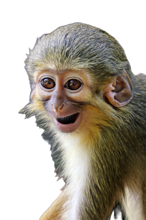 The gabon talapoin miopithecus ogouensis also k 2023 11 27 05 00 12 utc