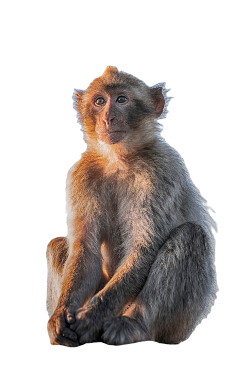 Vertical shot of a barbary macaque in a park 2023 11 27 05 12 08 utc