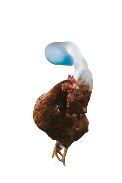 Vertical shot of a cute chicken walking on the gra 2023 11 27 04 58 54 utc