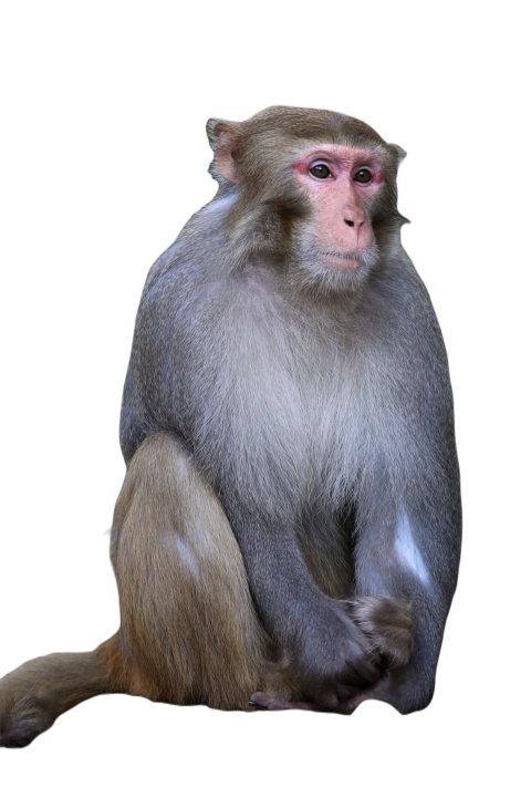 Vertical shot of gray small monkey sitting 2023 11 27 05 08 58 utc