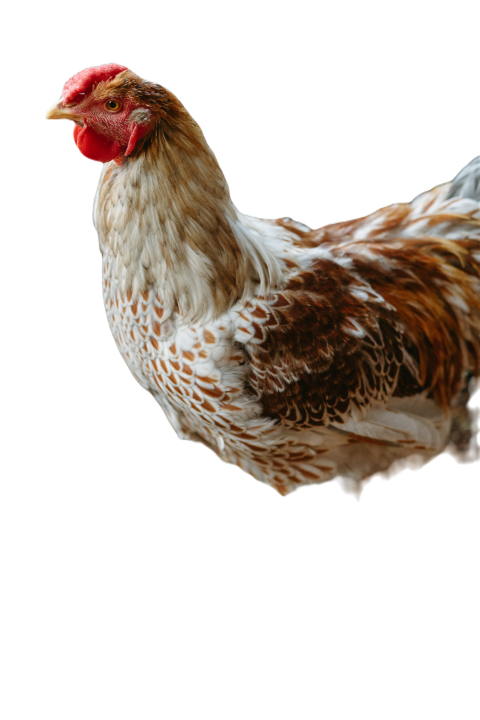 Young rooster 2024 11 25 12 35 59 utc