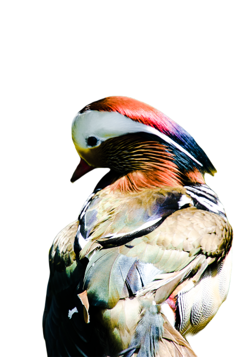 Duck png file, animal free download (frefile com) 70