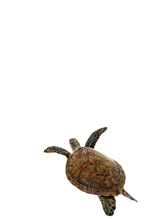 Green sea turtle 8199770
