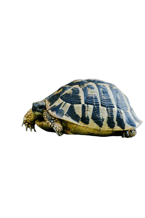 Turtle png file, free download 19