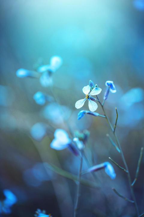 Phone Wallpapers (48)