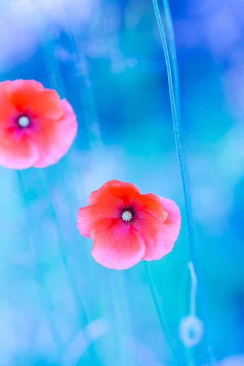 Phone Wallpapers (51)