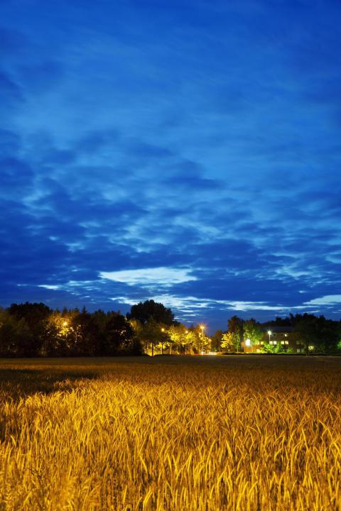 Evening wheat field 2023 11 27 04 54 35 utc