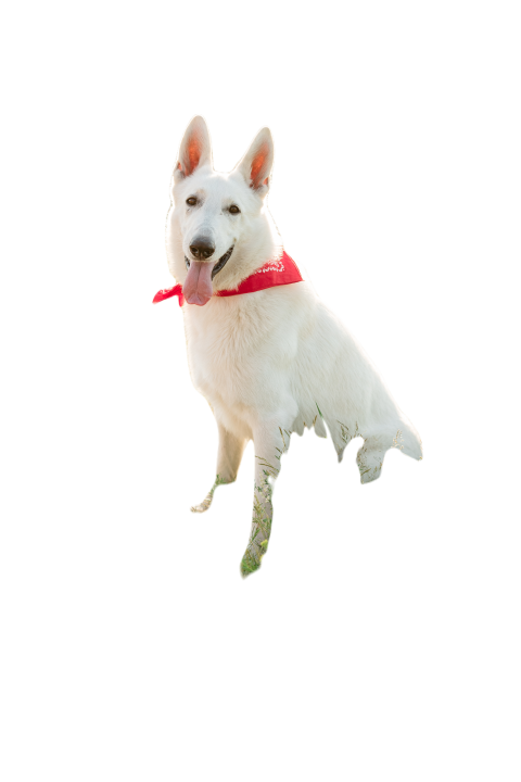 White swiss shepherd dog in red necktie or bandana 2024 09 13 06 40 06 utc