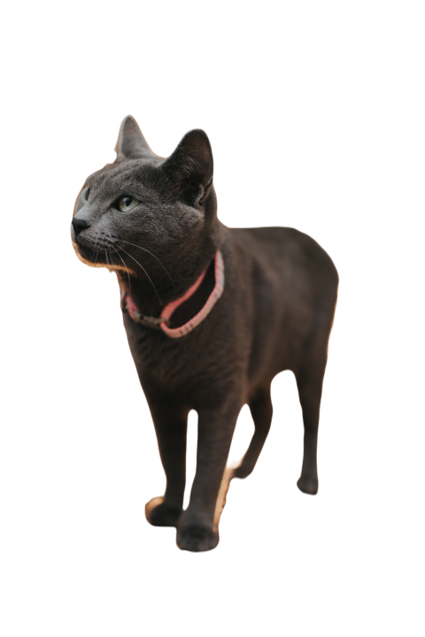 Vertical shot of a russian blue cat at home 2023 11 27 05 14 47 utc