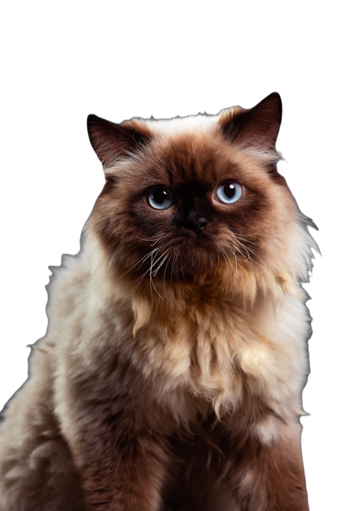 Vertical shot of a himalayan cat against the black 2023 11 27 05 19 16 utc