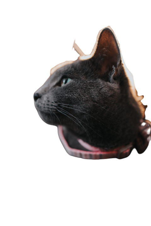 Vertical closeup shot of a cute grey cat with a bo 2023 11 27 05 29 49 utc