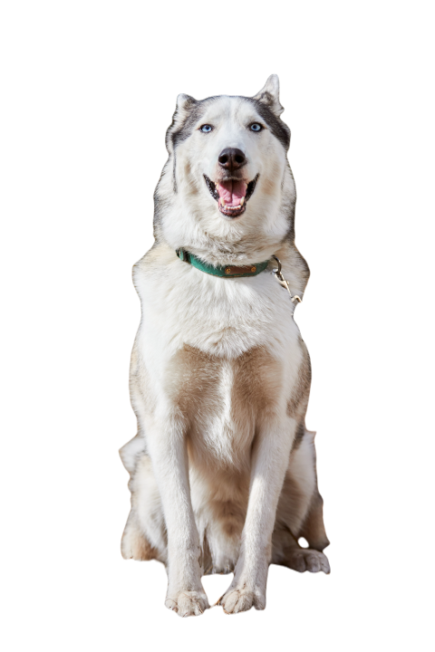 Siberian husky dog lying on forest grass full siz 2025 01 10 16 19 57 utc