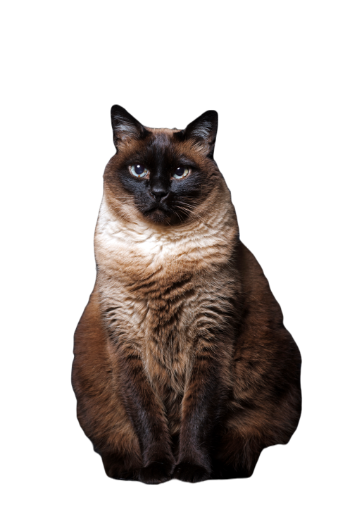 Siamese cat thai on black background 2023 11 27 05 36 54 utc