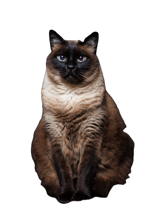 Siamese cat thai on black background 2023 11 27 04 54 11 utc