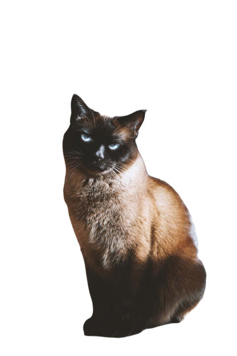 Siamese cat sits on coffee table in living room 2023 11 27 05 02 38 utc