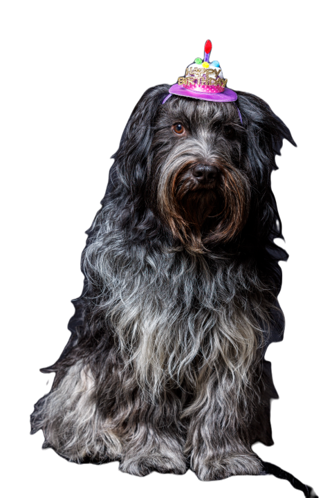 Schapendoes dutch sheepdog happy birthday hat on 2023 11 27 04 52 20 utc