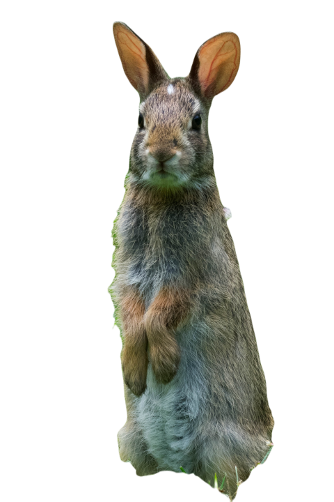 Rabbit 8082389
