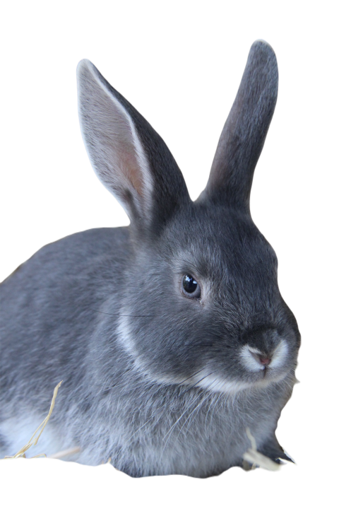 Rabbit 3098259