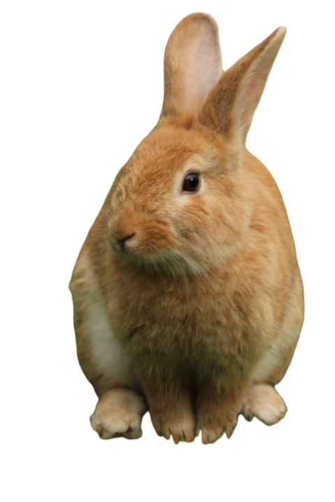 Rabbit 2070636