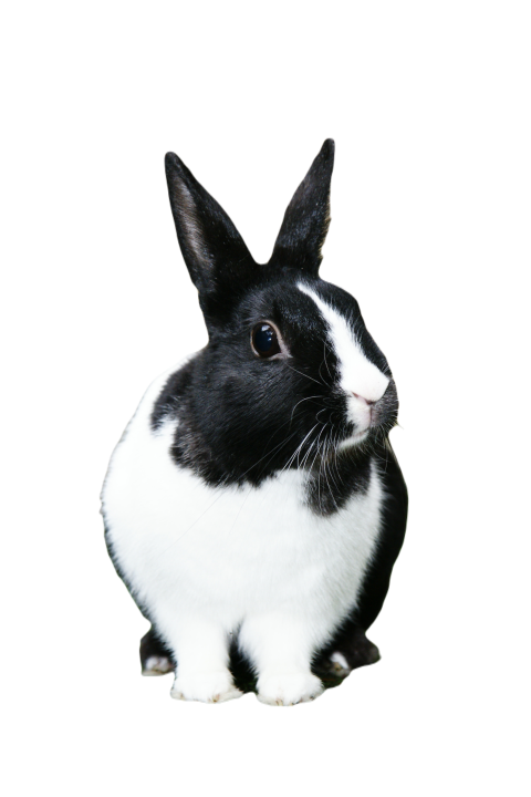 Rabbit 774906
