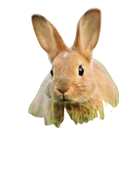 Rabbit 1679003