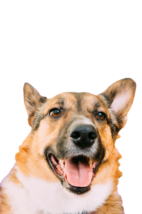 Portrait of mixed breed mongrel dog with open mout 2023 11 27 05 02 38 utc