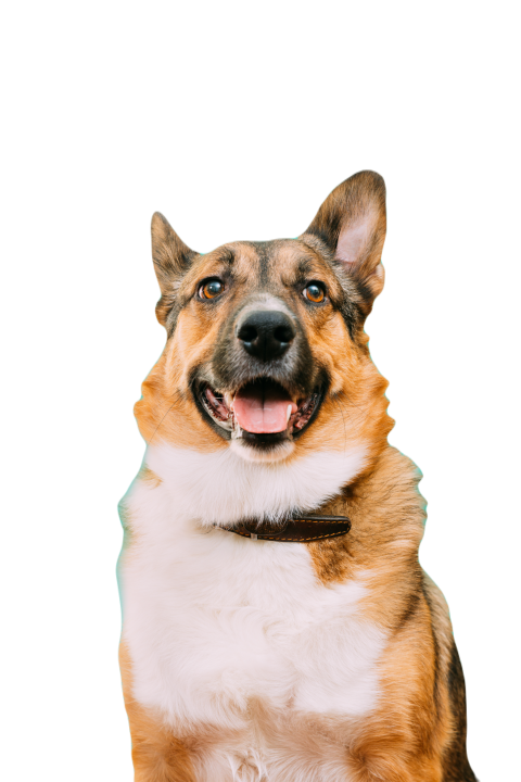 Portrait of funny mixed breed mongrel dog with ope 2023 11 27 04 58 48 utc