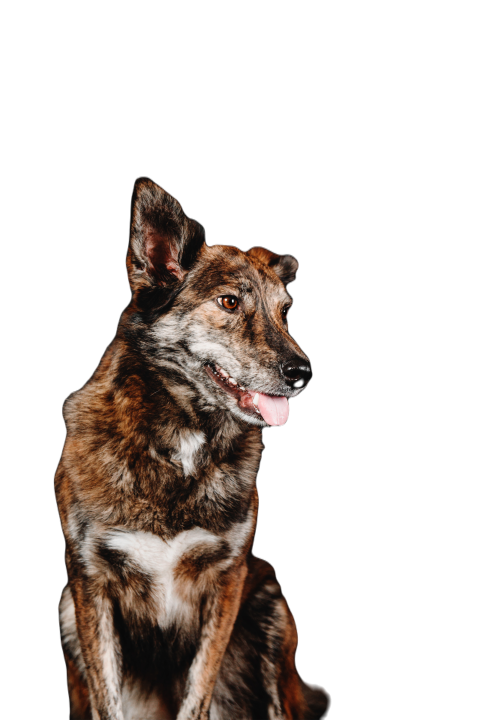 Mixed breed dog on a black background in the studi 2023 11 27 05 35 20 utc