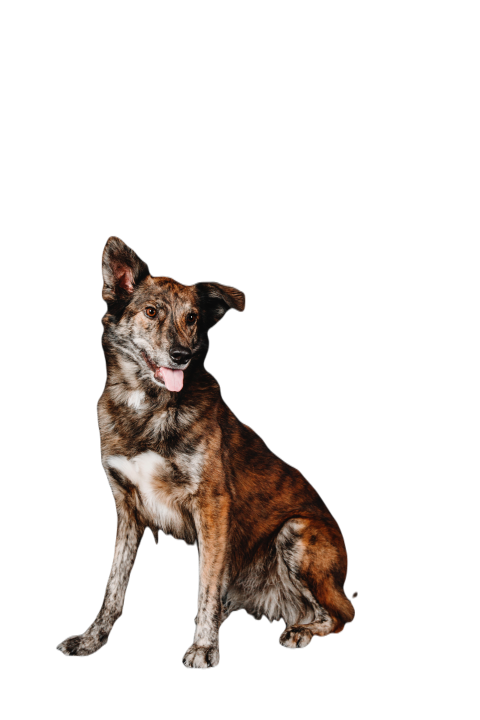 Mixed breed dog on a black background in the studi 2023 11 27 05 23 00 utc