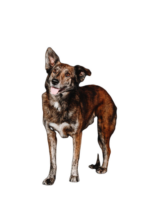 Mixed breed dog on a black background in the studi 2023 11 27 05 07 02 utc