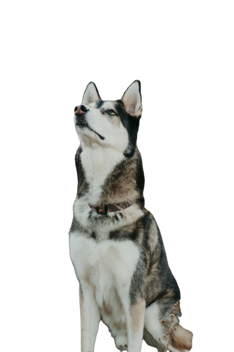 Husky being obedient and sits for a treat 2025 01 07 12 10 26 utc