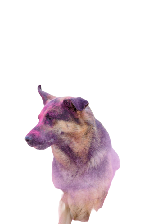 German shepherd dog playing on the beach with pink 2023 11 27 05 25 48 utc